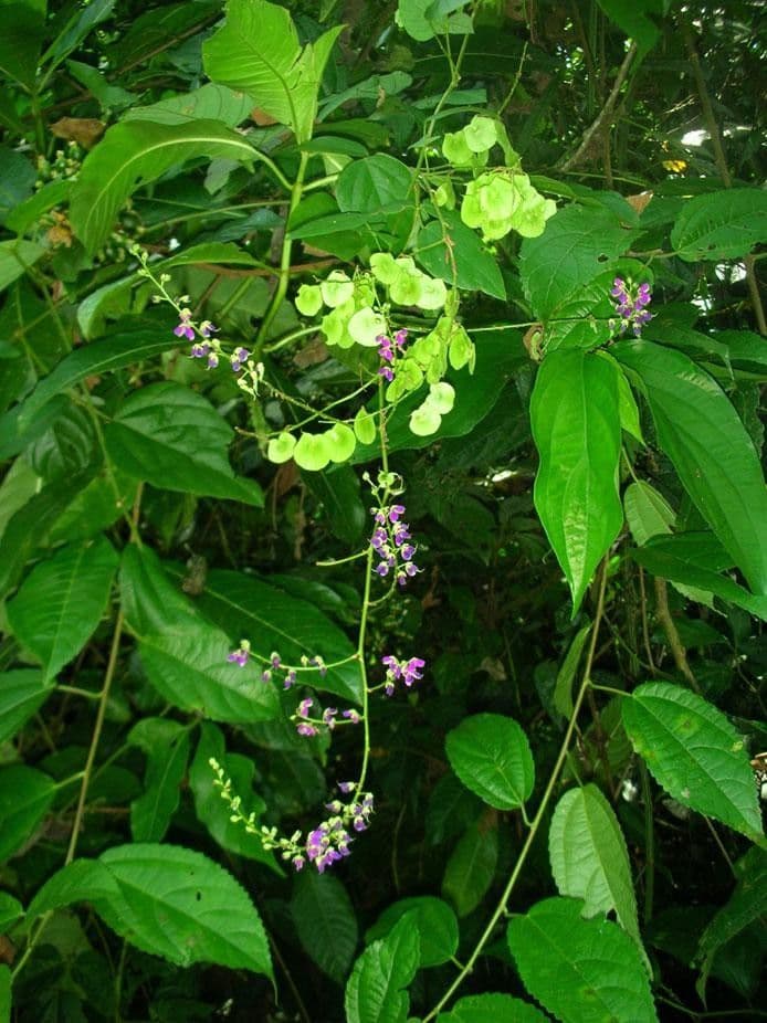 Desmodium 16