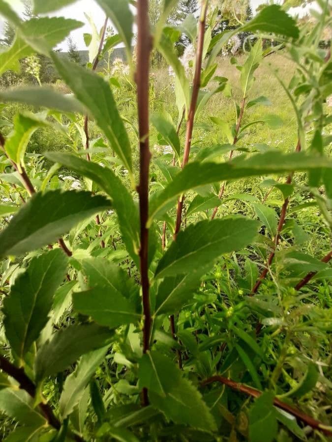 Spirea bianca 22