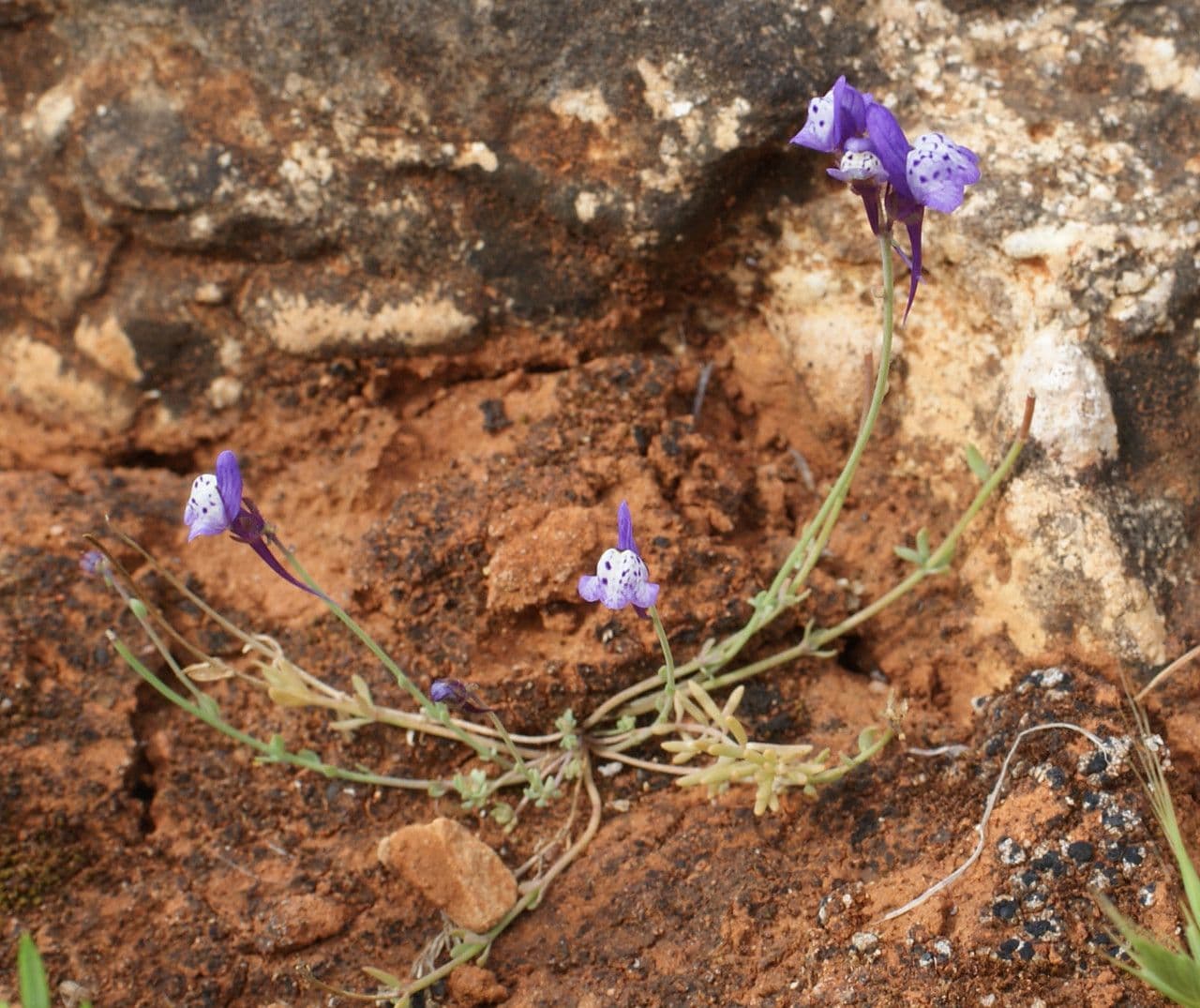 Linaria ametista 7