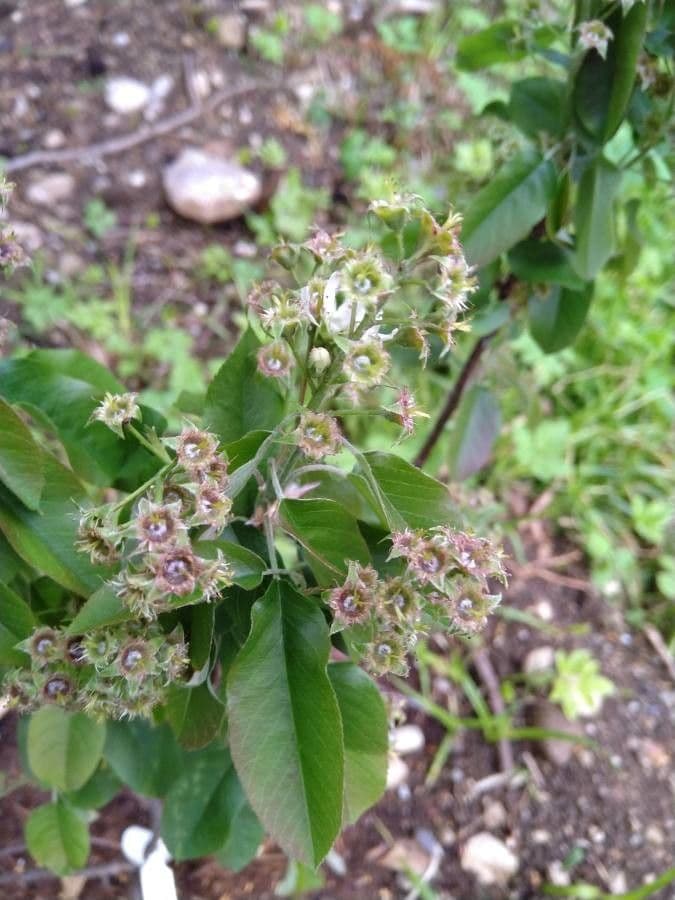 Amelanchier 22
