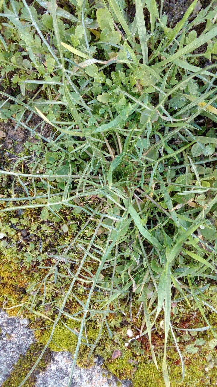 Lattuga viminea 17