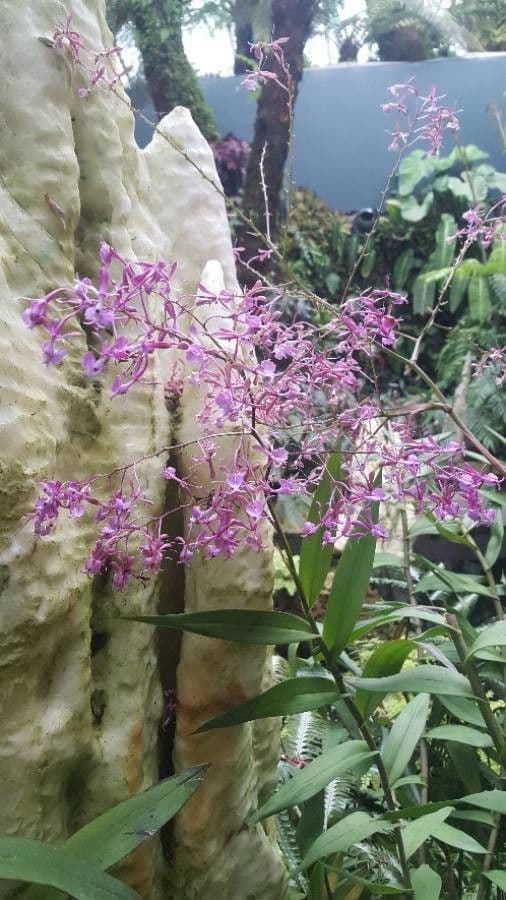 Epidendrum z Atacazo 6