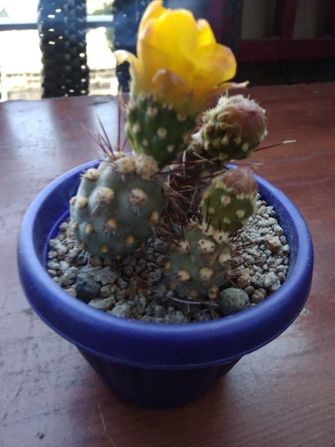 Nopal 9
