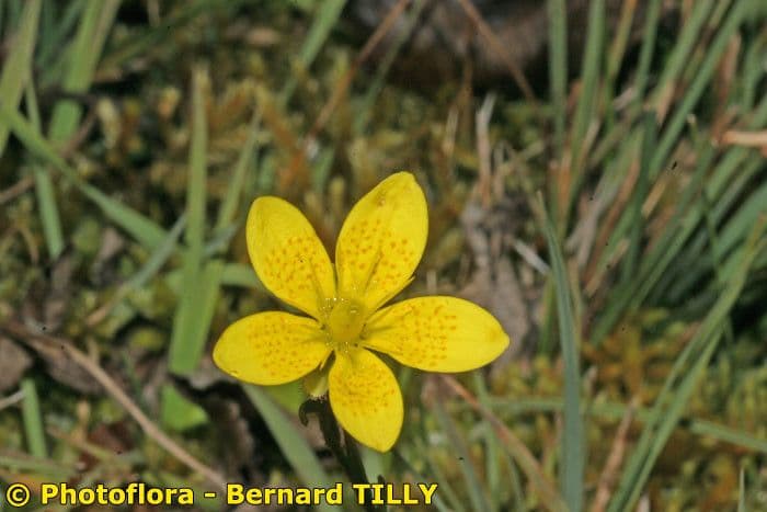 Sassifraga hirculus 19