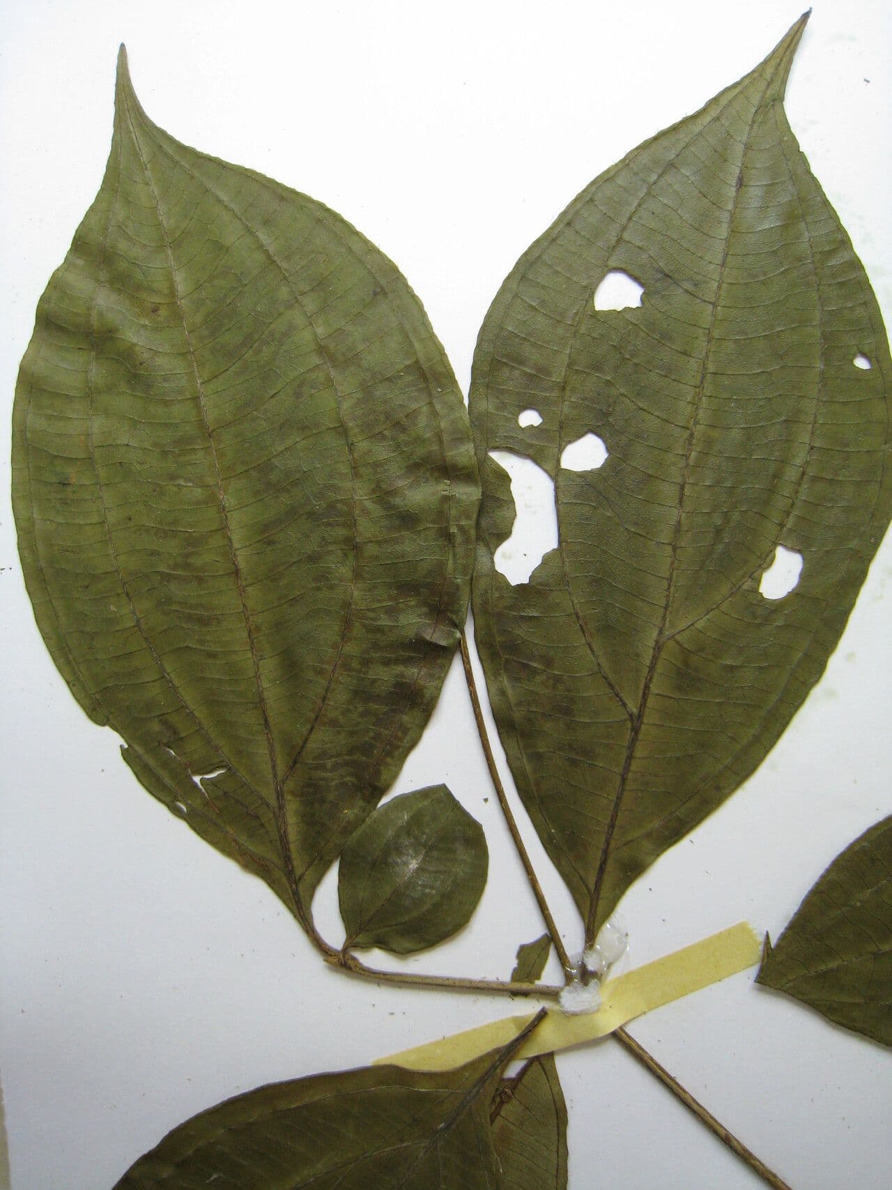 Henriettea 8