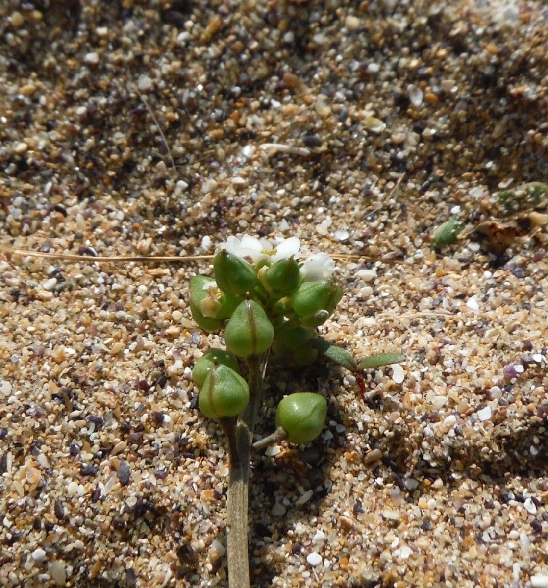 Coclearia 9