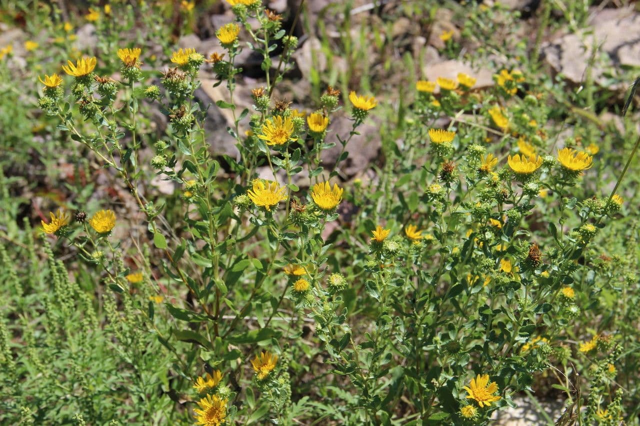 Grindelia 10