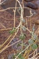 Pergularia tomentosa 11