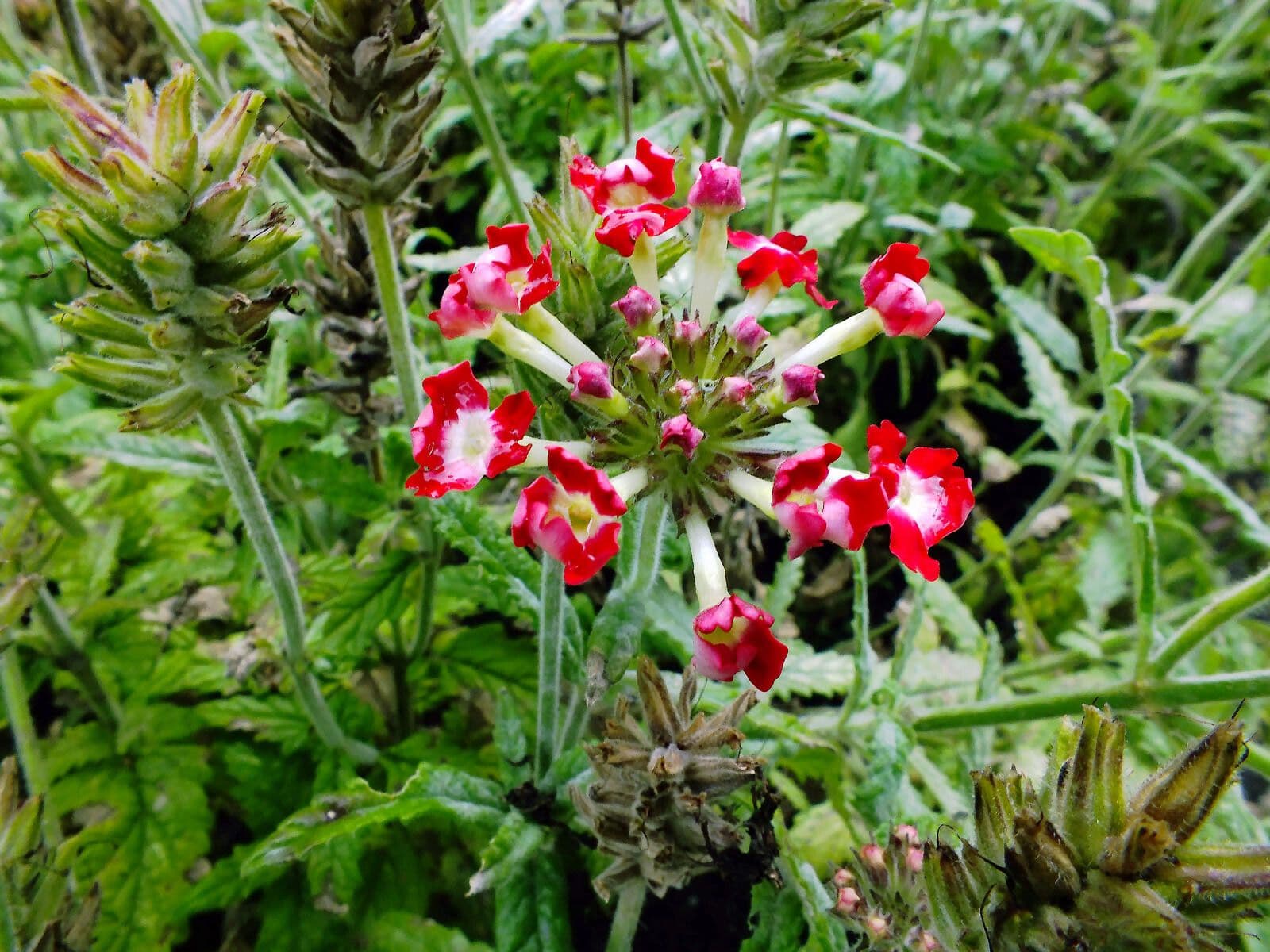 Verbena ibrida 5