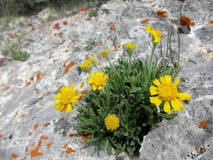 Actinea acaules 6