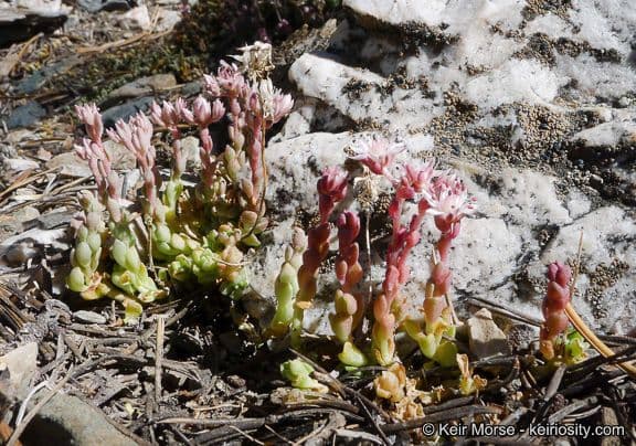Sedum 7