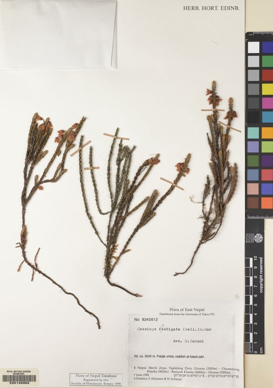 Cassiope fastigiata 13