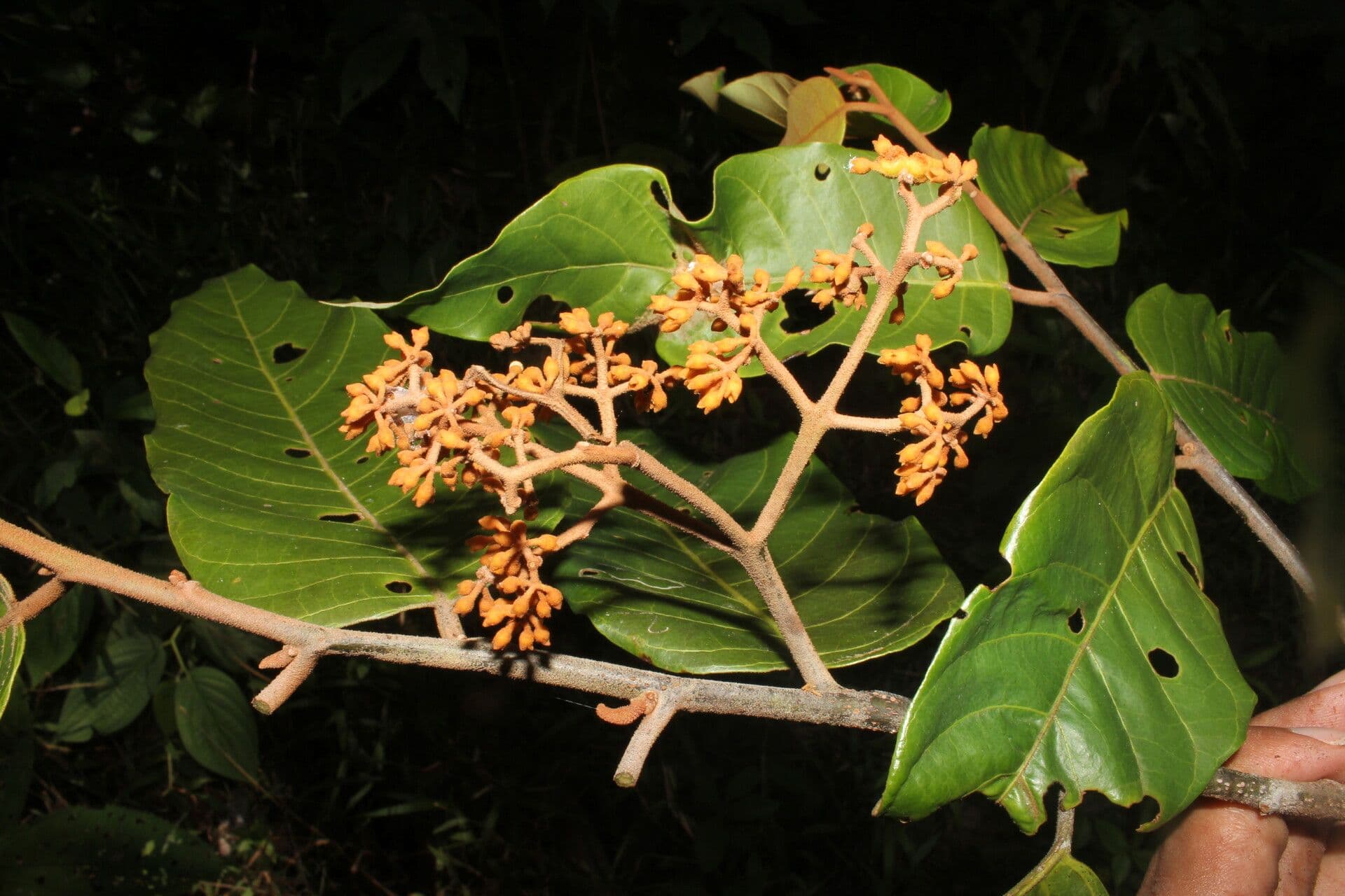 Virola sebifera 8