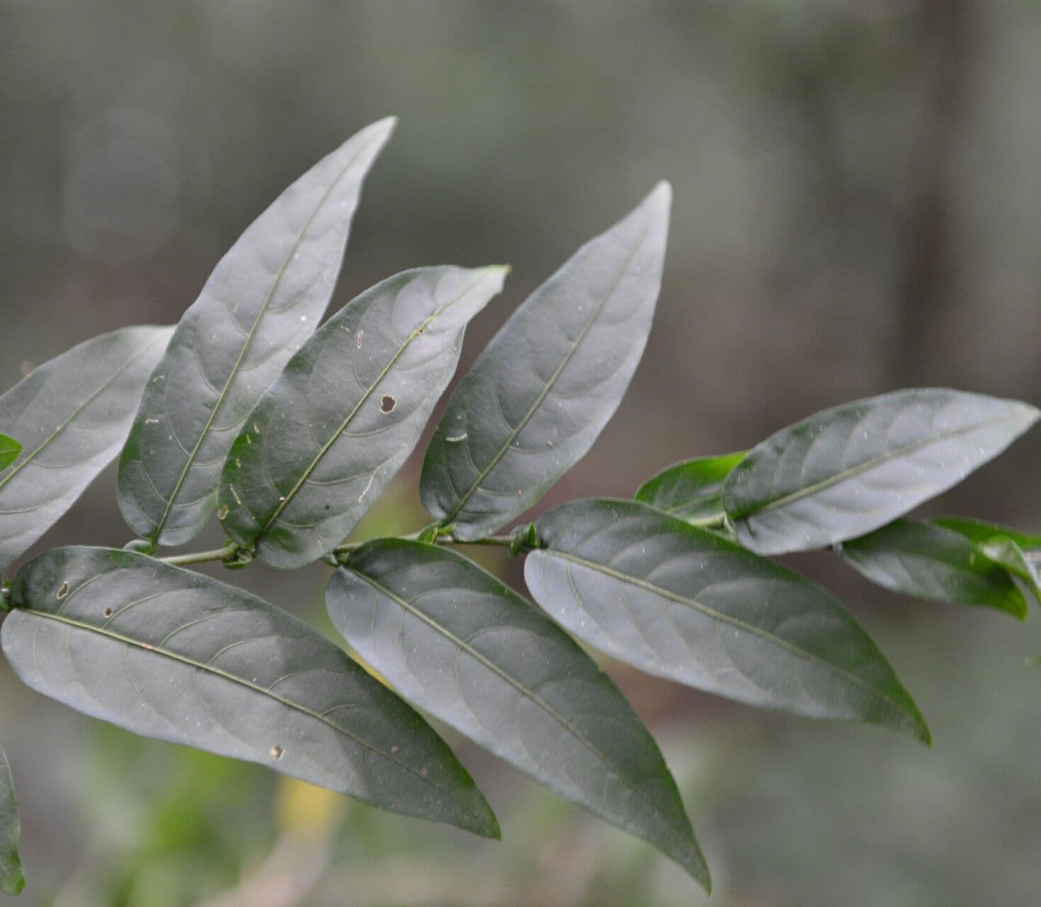Cestrum 6