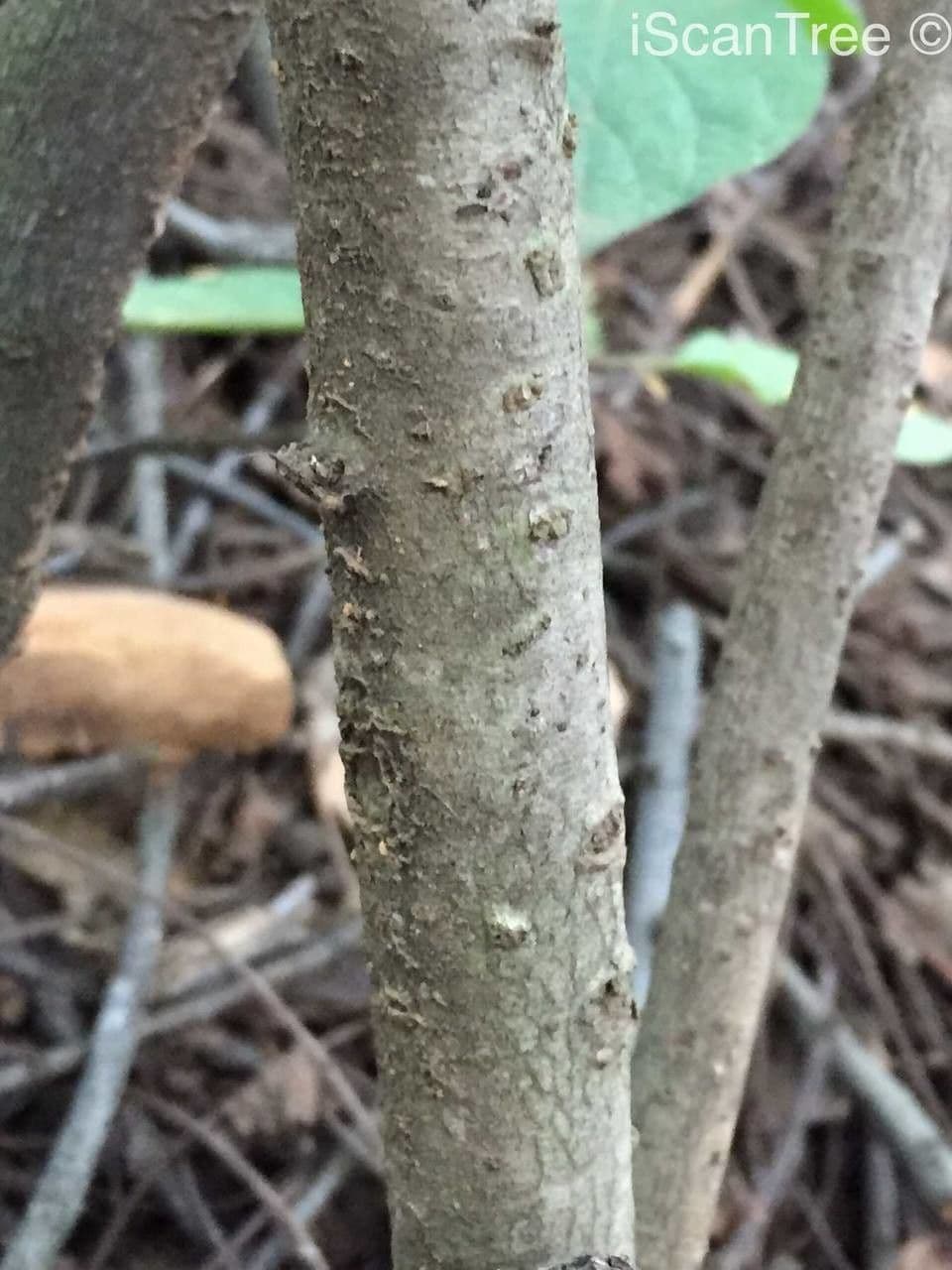 Myrsina africká 23