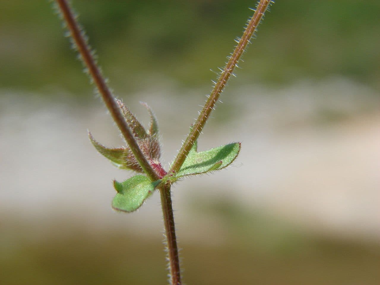 Campanula erinus 24