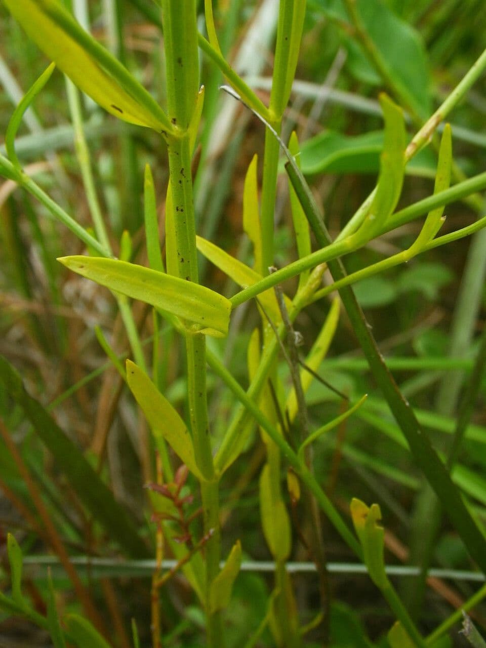 Sabatia brevifolia 10