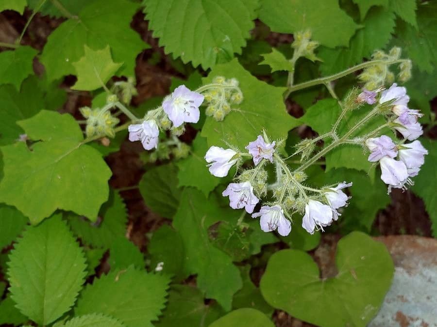Feuille d'eau appendiculée 15