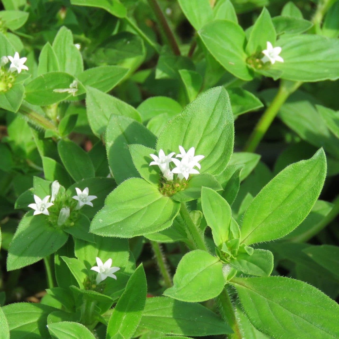 Richardia brasiliana 7
