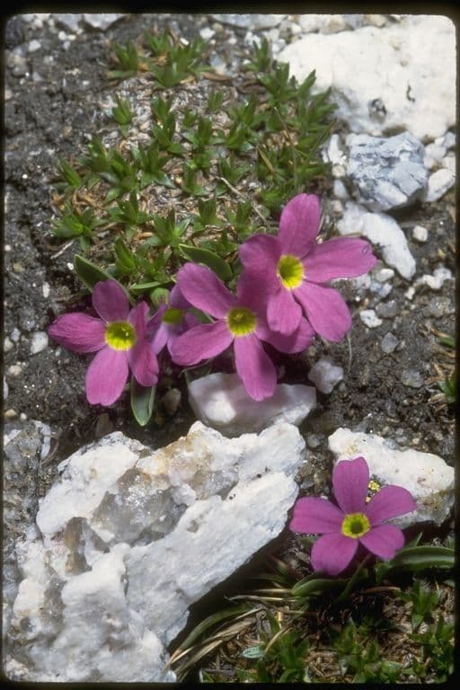 Primula 8
