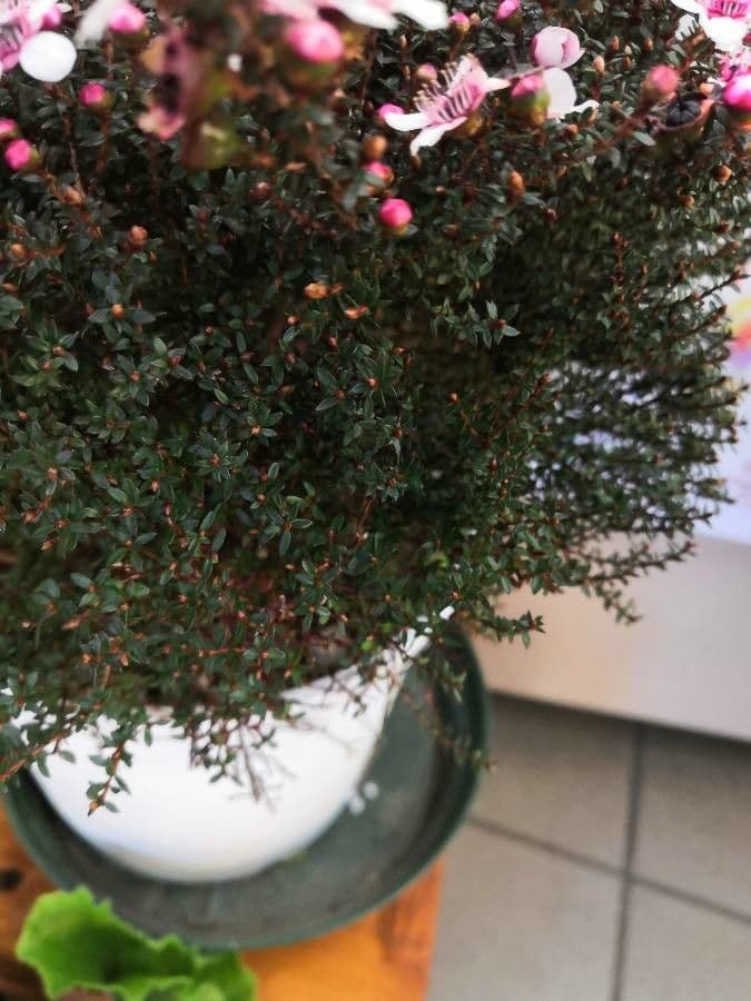 Rundblättriger Teebaum 4