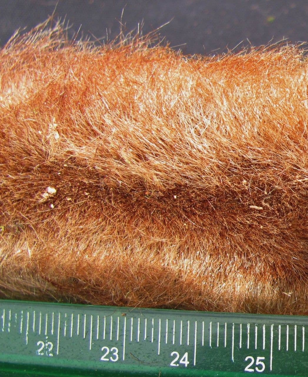 Lophosoria quadripinnata 17