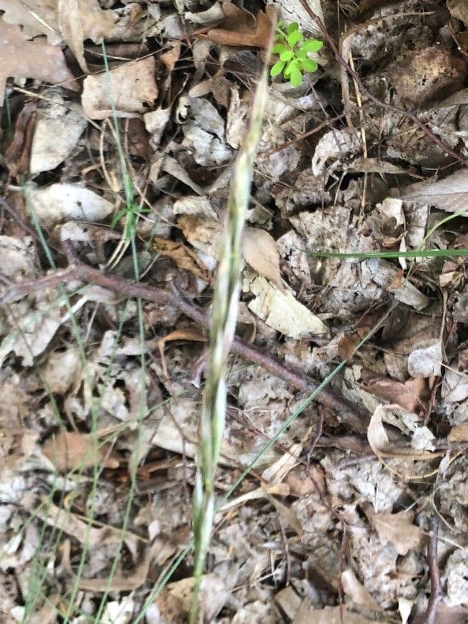 Helictochloa 2
