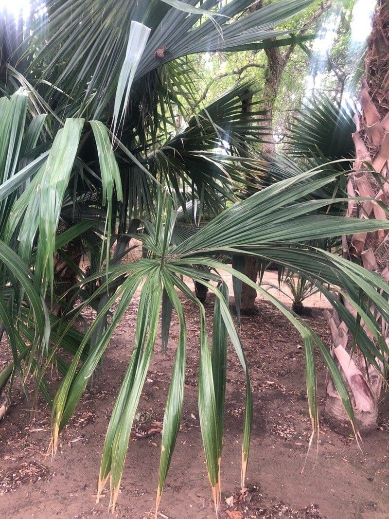 Sabal mauritijský 3