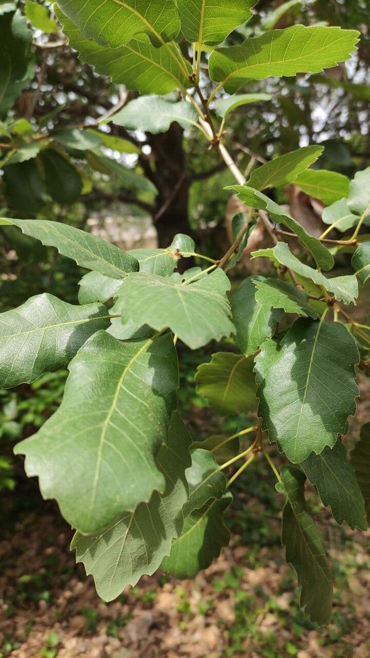 Quercia di Aleppo 7