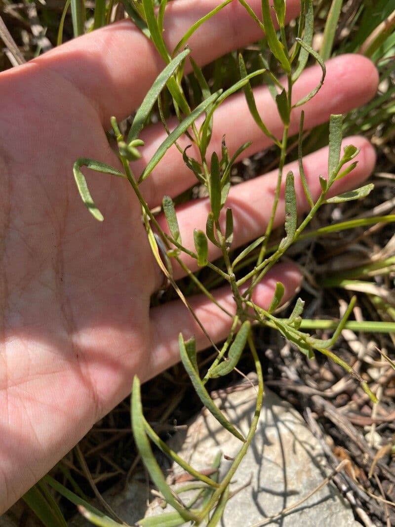 Polygala verticillata 4