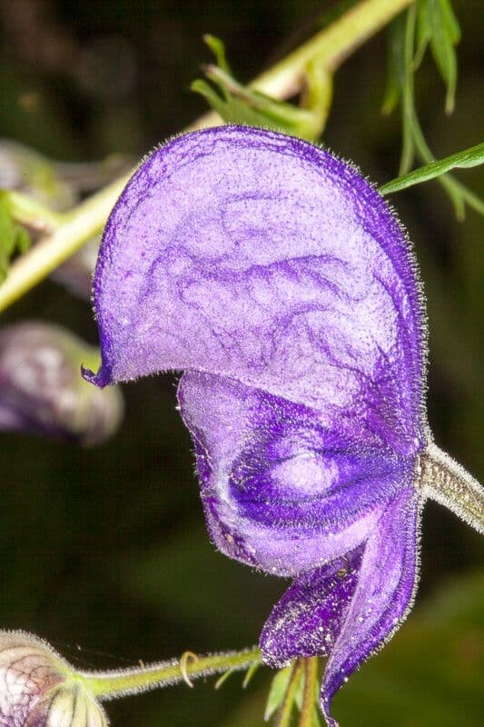 Tojad Burnata