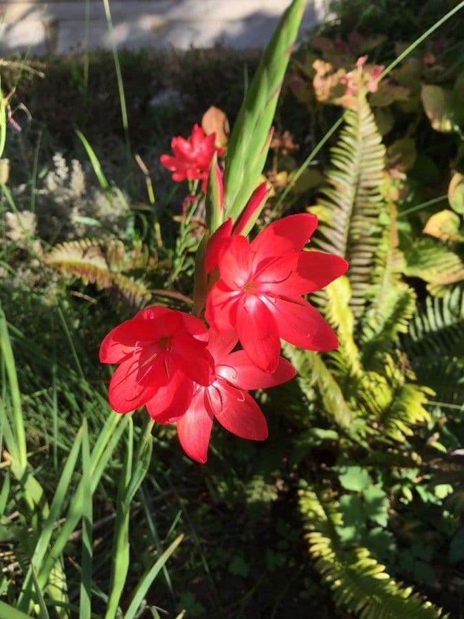 Hesperantha 4