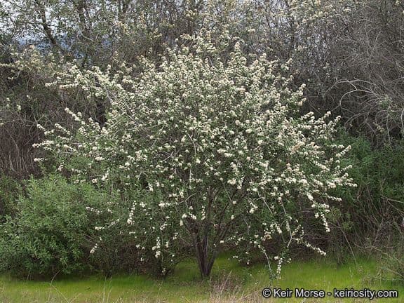 Ceanothus 13