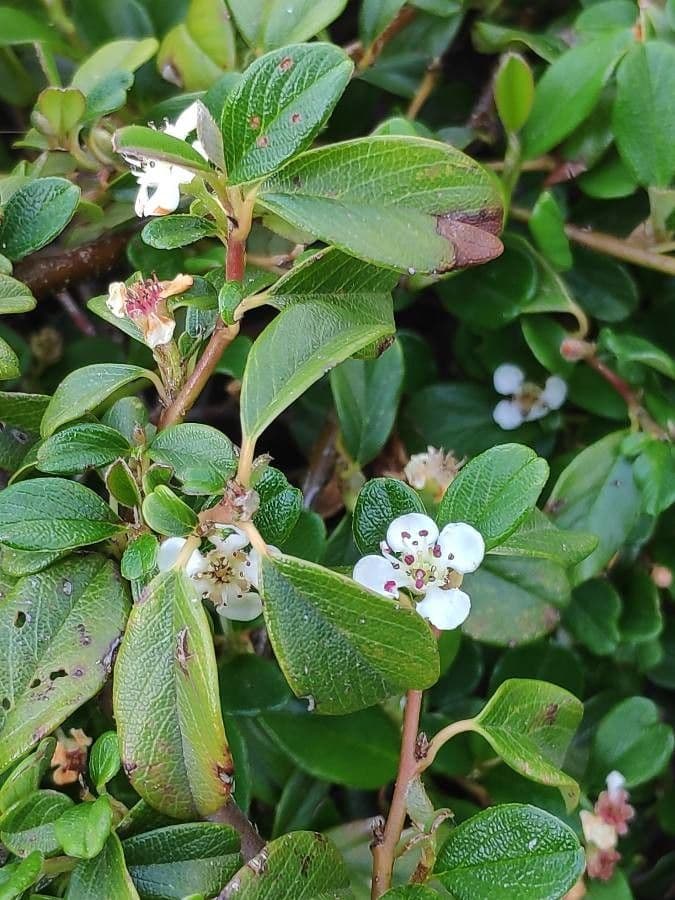 Cotoneaster di Dammer 26