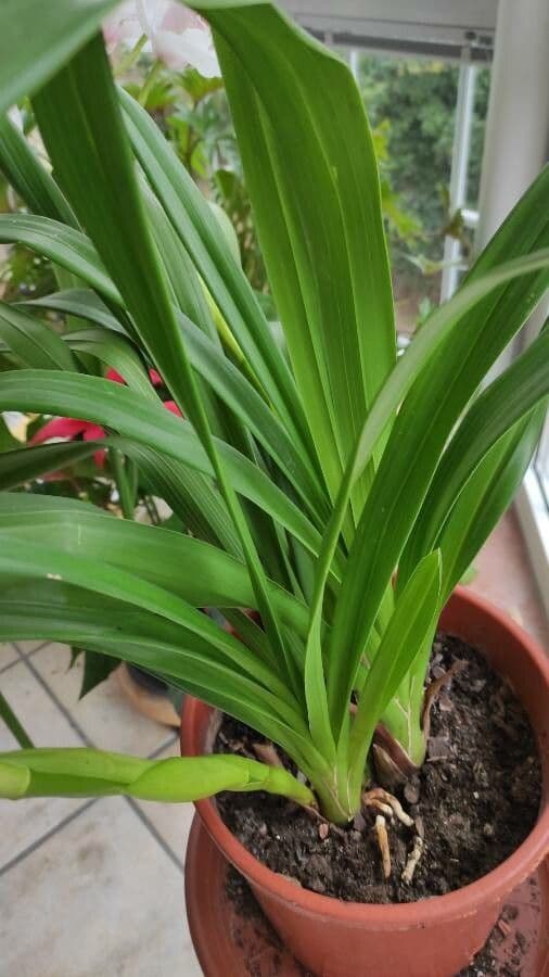 Cymbidium 11