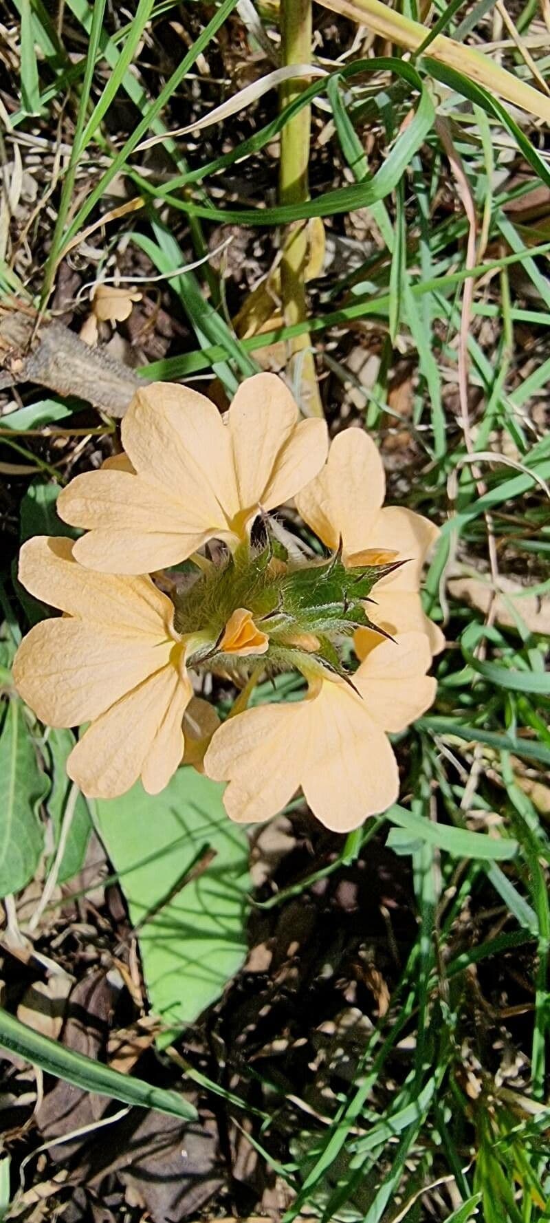 Crossandra 2