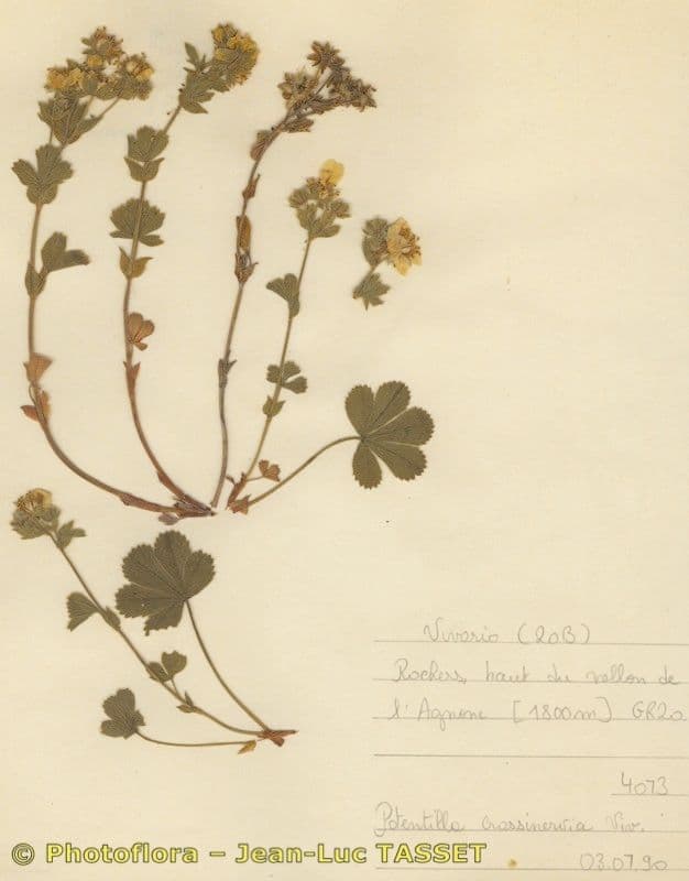 Mochna 9