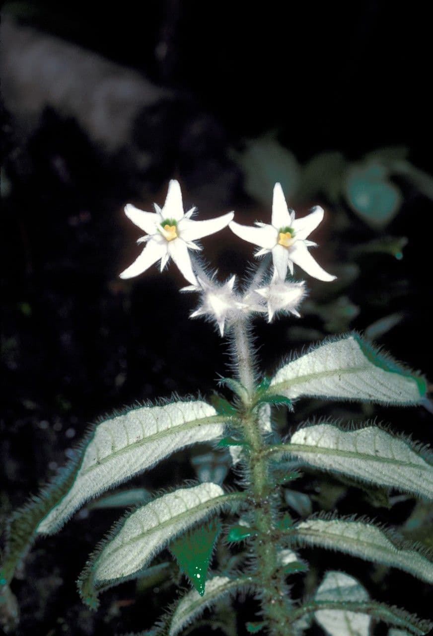 Argostemma 3