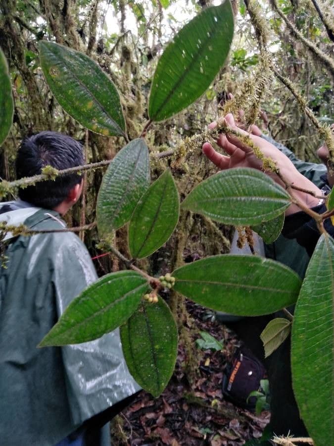 Miconia 10