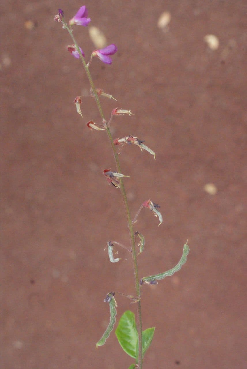 Desmodium 25