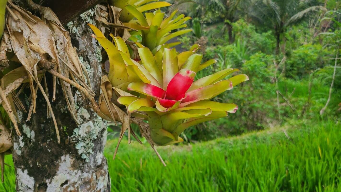Vriesea eliconioide 16