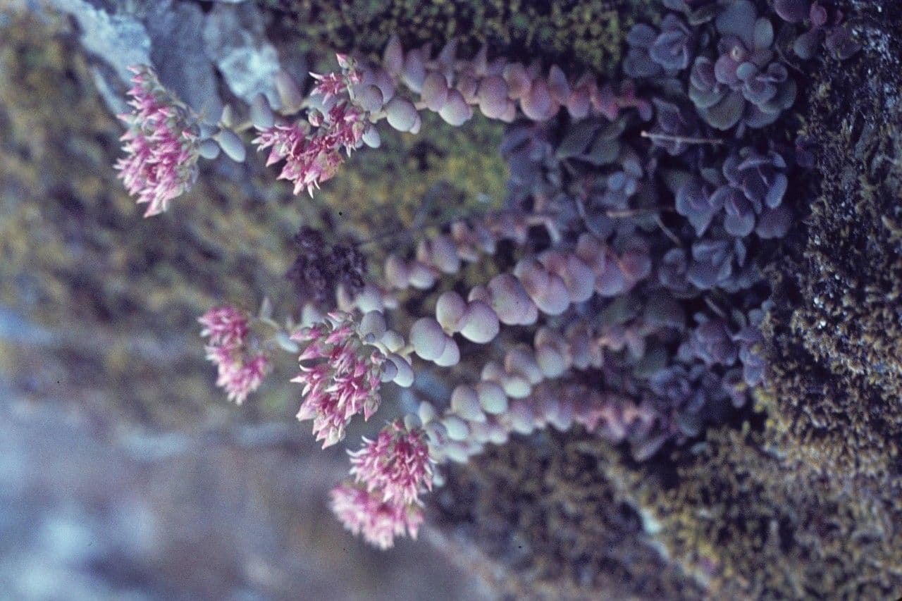 Sedum 7