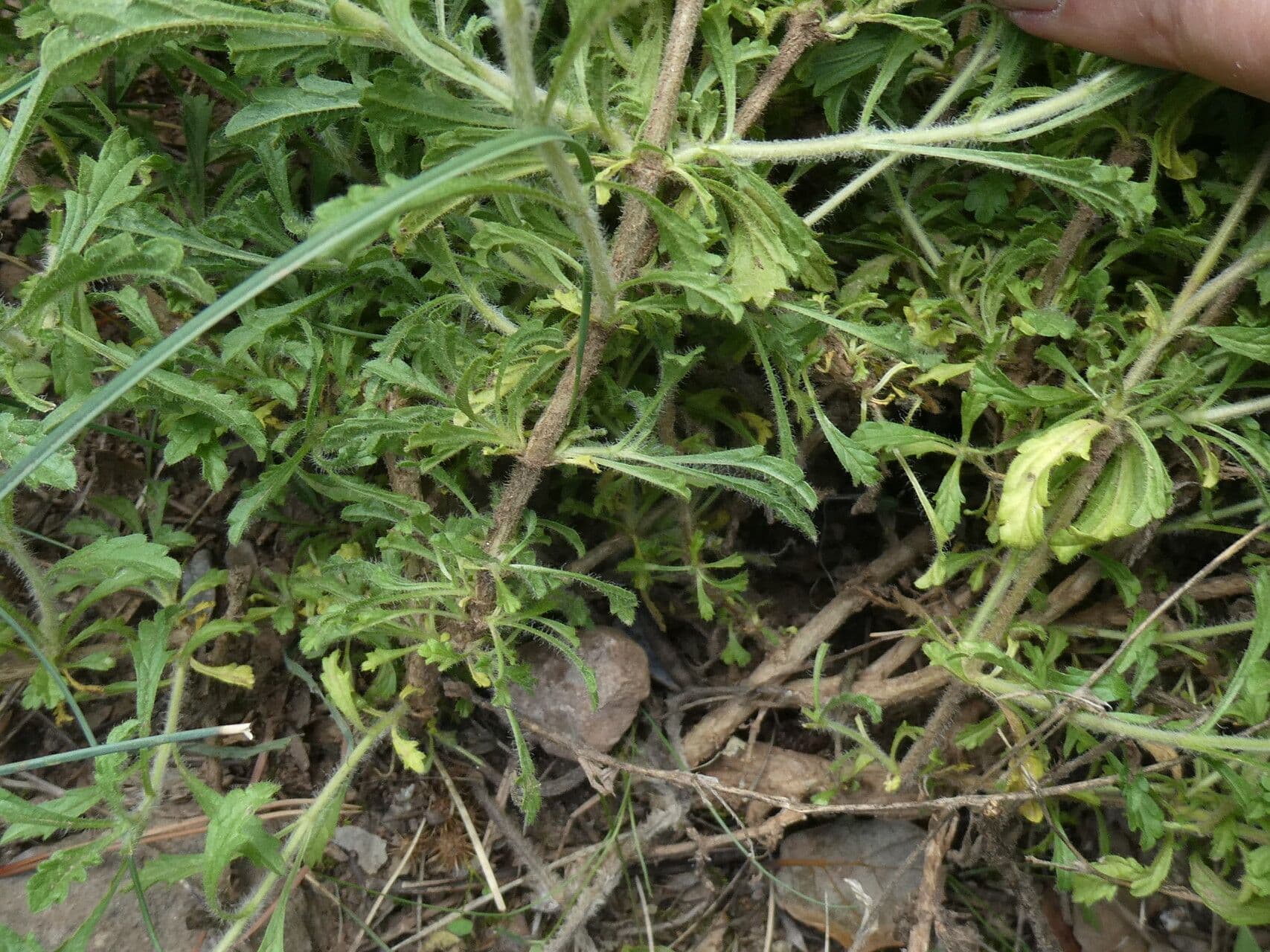 Sideritis 19