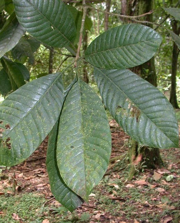 Pouteria 2