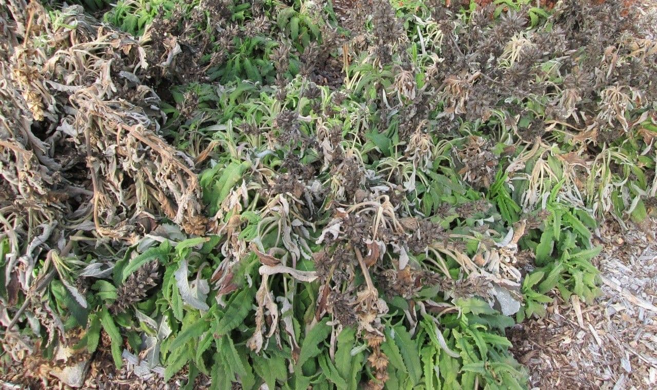 Salvia spathacea 9