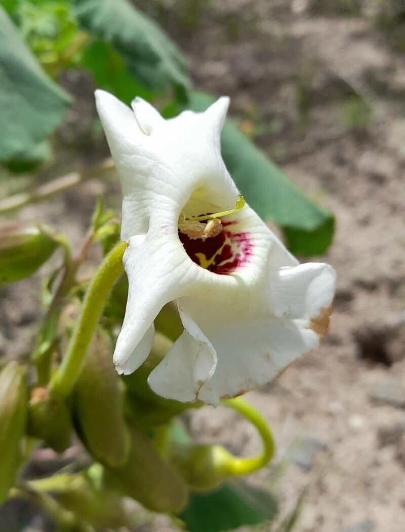 Craniolaria