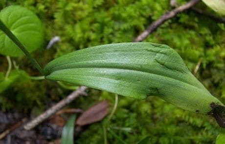 Platanthera clavellata 11