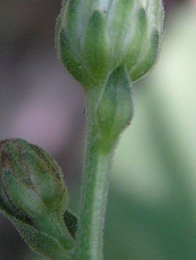 Großblättrige Beraster