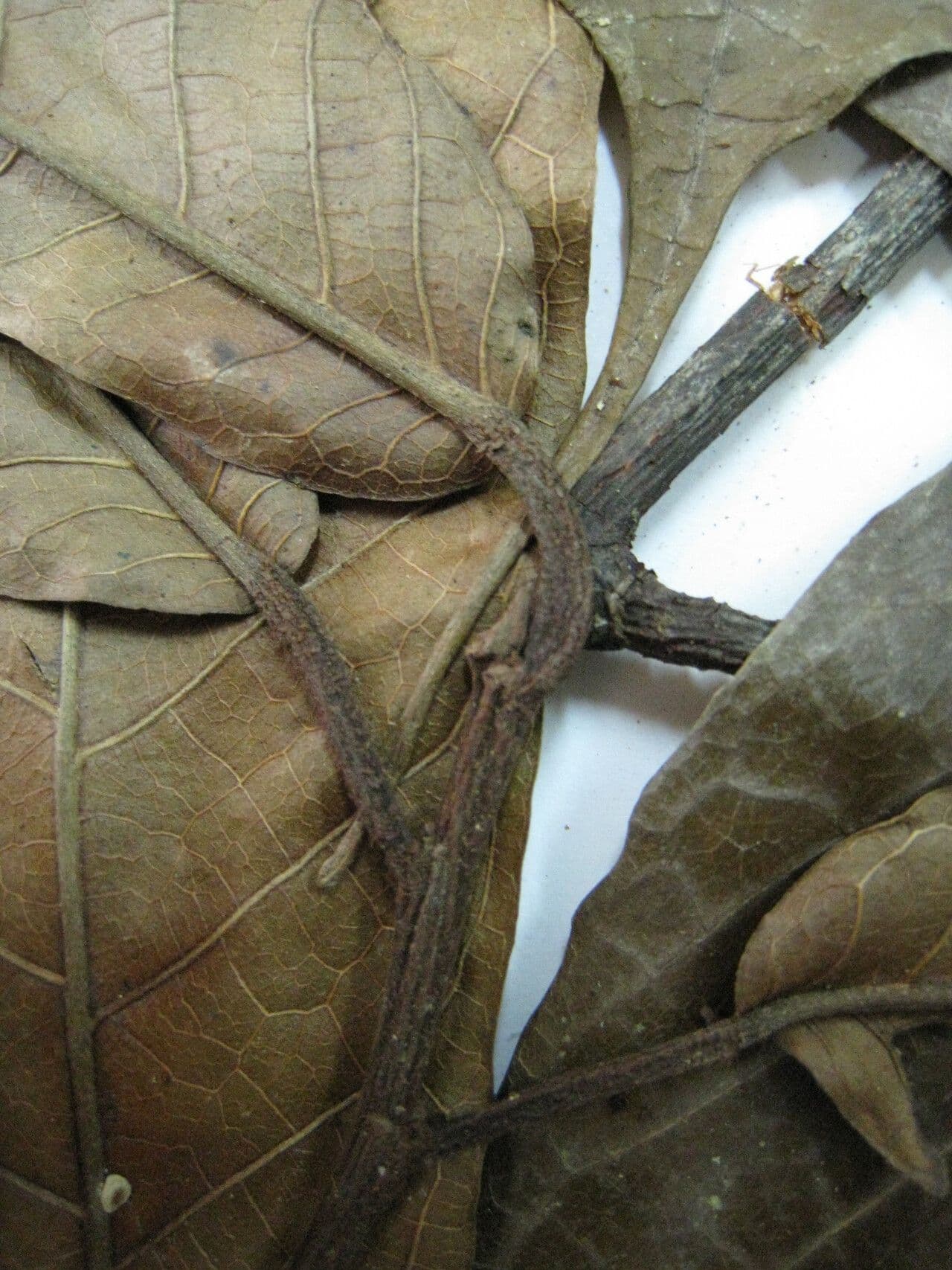Batocarpus 8