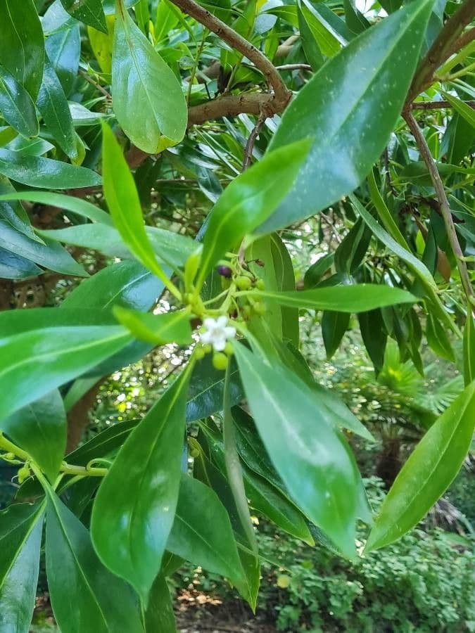 Schlankblättriges Myoporum 9